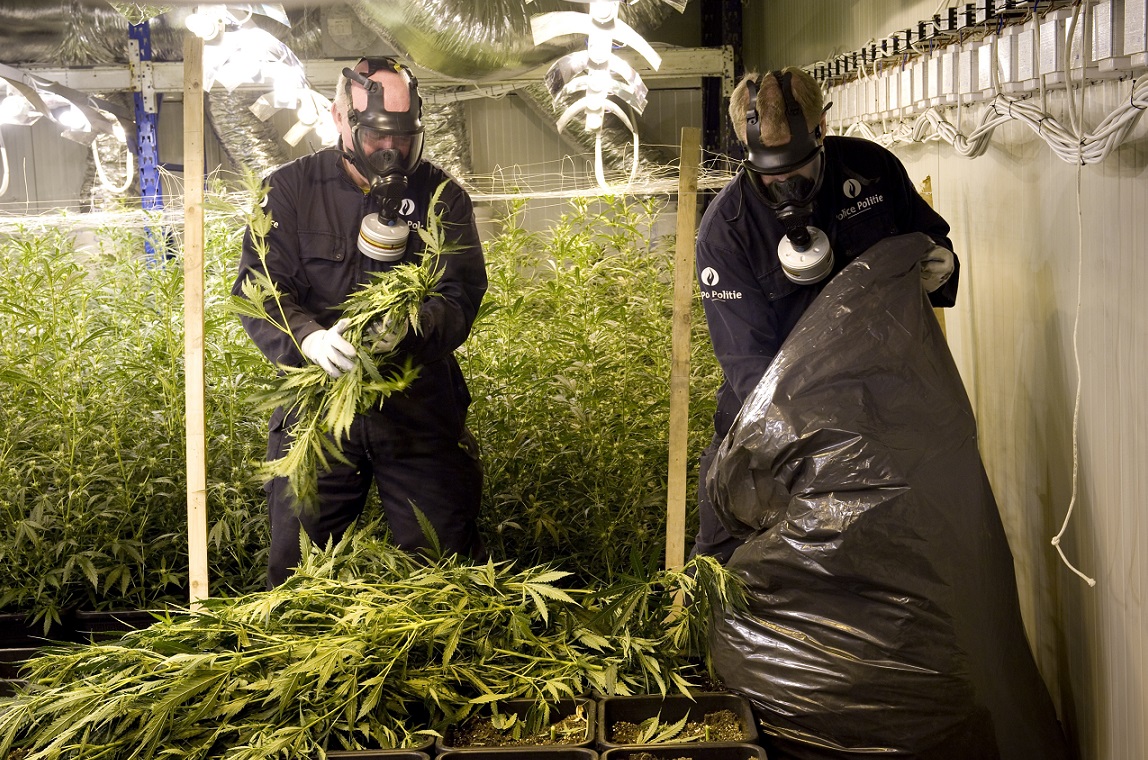 cannabisplantages